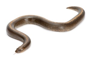 Eryx (Gongylophis) colubrinus loveridgei, stripe